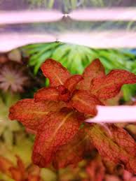 Image result for Ludwigia senegalensis