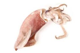 Acta anaesthesiologica belgica is the official journal of the society for anesthesia and resuscitation of belgium (sarb).the journal publishes 4 issues a year, and with eventually supplements. Tintenfische Sepia Kalamari Und Oktopus Ein Flinkes Schnecken Trio Fisch Gruber