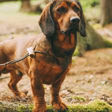 Image result for alpský brakýř jezevčíkovitý