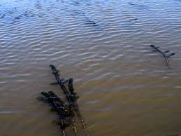 Image result for Lagarosiphon muscoides