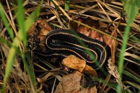 Wild garter snakes eat a varied diet containing worms, amphibians, fish, eggs, snails, and rodents. Thamnophis Ordinoides Steven Bol Garter Snakes