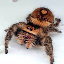 Image result for Centema subfusca