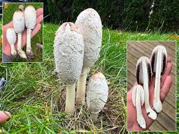 Image result for Coprinus comatus