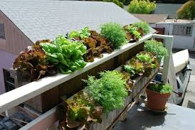 Balkon gemüse aus dem sack. Pin Auf Gardening Ideas
