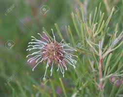 Maybe you would like to learn more about one of these? Grevillea Brachystachya Blossom The Native Australian Grevillea Plant Is An Evergreen Tree Or Shrub With Uniquely Shaped Flowers Stock Photo Picture And Royalty Free Image Image 36170474