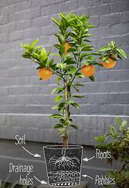 Standard citrus trees planted in the ground can grow up to 25 feet tall, which is way too big for container planting. Complete Guide To Growing Citrus Trees At Home Lemon Lime Orange The Neff Kitchen