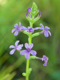 Image result for Buchnera