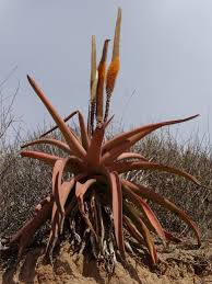 Image result for Aloe spicata