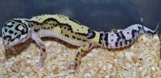 We did not find results for: Best Lights For Leopard Gecko