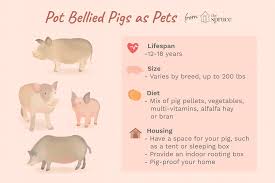 keeping pot bellied pigs as pets