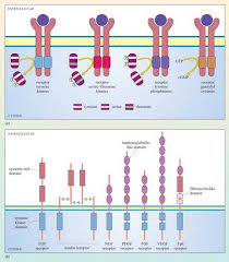 Cell Signalling 2 3 3 Receptors With Intrinsic Enzymatic Activity Openlearn Open University S377 4