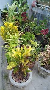 Hal penting lainnya yang perlu diperhatikan sebelum mengatur taman di halaman ada menyiapkan pot. Taman Bunga Di Rumah Saya Steemit