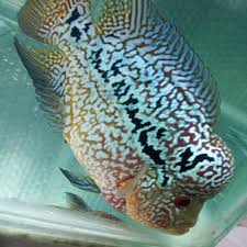 Karena keunikan ini, ikan lou han mempunyai nilai jual yang tinggi membuat para peternak rela mengeluarkan modal yang besar untuk memulai budidaya ikan lou han. Ikan Louhan Ciri Jenis Harga Makanan Cara Budidaya Ternak