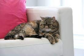 Je nach art des sofas kann es passieren, dass unten aus dem sofa urin läuft. Katze Pinkelt Auf Sofa Hier Bekommst Du Schnelle Hilfe