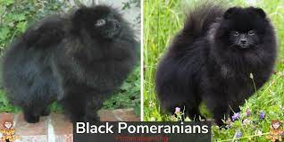Ban pomeranian in orange color male. Complete Black Pomeranian Dog Information