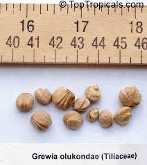 Image result for Grewia microthyrsa