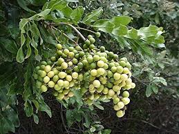 Image result for Deinbollia