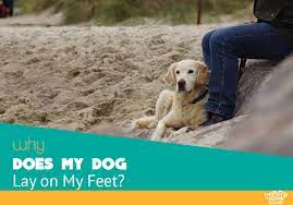 Why Does My Dog Lay On My Feet Tonya Wilhelm Answers