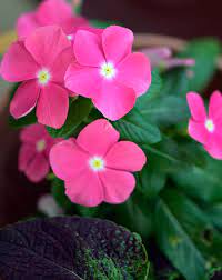 Find out how to grow periwinkle, plus varieties to grow and how to control invasive vinca major. Periwinkle Plant Academic Kids
