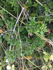 Image result for Diospyros chamaethamnus