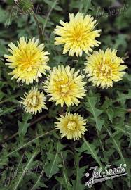 Image result for Taraxacum