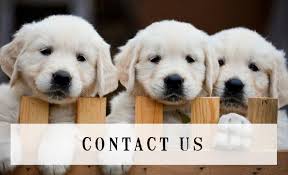A dog doesn't care if you're rich or poor, clever or dull, smart or dumb. Sunkissed Goldenz Specializing In Breeding Beautiful Akc English Cream Golden And American Golden Retriever Puppies In Siloam Springs Ar