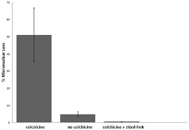 Colchicine does not cure gout, but it will help prevent gout attacks. Colchicine Induced Degeneration Of The Micronucleus During Conjugation In Tetrahymena Biology Open