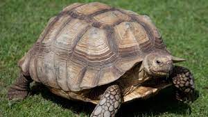 Which Pets Live The Longest