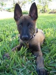 If you are looking to adopt or buy a belgian malinois take a look here! 68 Malinois Puppies Ideas Malinois Puppies Malinois Puppies