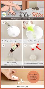 How To Get Rid Of Mice Fast Without Poison Getting Rid Of Mice Rodent Repellent Mice Repellent