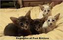 oriental cats | Cats & Kittens | Gumtree Australia Free ...