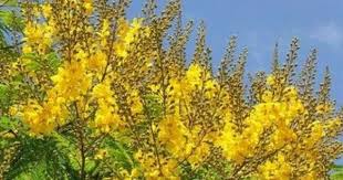 Peltophorum Africanum Weeping Wattle Huiboom 5 10 M S A No 215 African Tree Paleontology African