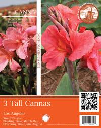 An amaryllis is a bulb plant that produces large, red, tubular flowers and long, green leaves. Pink Tall Canna Flower Bulbs 3 Count At Menards