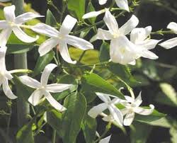 Image result for Tabernaemontana eglandulosa