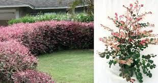 Check spelling or type a new query. Gambar 10 Tanaman Pagaran Paling Cantik Impiana