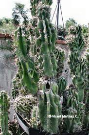 On hot summer days, your succulent requires. Apple Cactus Cultivation Botanical Online
