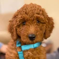 Welcome to chehalem mountain farms! Mini Goldendoodle For Sale Pacific Northwest