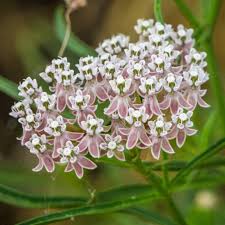 Image result for Asclepias