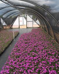 Image result for Delosperma mahonii
