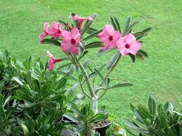 Image result for Adenium swazicum