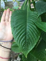 Image result for Brillantaisia