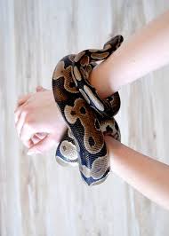 Oh The Beauty And Sweetness Of The Ball Python Pet Snake Cute Snake Cute Reptiles