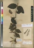 Image result for Phragmanthera capitata