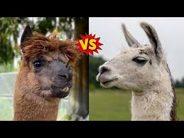 Image result for llama