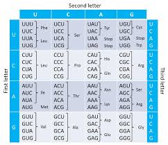 Genetic Code Google Search Coding Words Lettering
