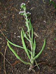 Image result for Denekia