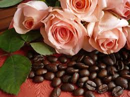 Ist es ratsam, sie unmittelbar nach dem pflanzen zu düngen? Rosen Mogen Kaffeesatz Als Dunger Rosenenergie