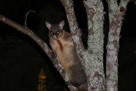 Nachdem sich neuseeland vom superkontinent abgespalten hat, ist hier tiere. Possums Gefahr Fur Wald Und Vogel Wairua Lodge Rainforest River Retreat