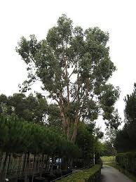 The gnarled grain of the black gum resists splintering and was used for making the beetle, or mallet and the bungs, which are the wooden stoppers in the casks. Eucalyptus Aggregata Architectural Plants