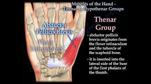 (action) draws lower lip and angle of mouth downward in expressions of horror or surprise; Thenar And Hypothenar Muscles Of The Hand Physiopedia
